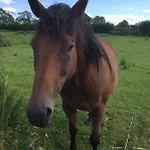 Mowbray Stable *